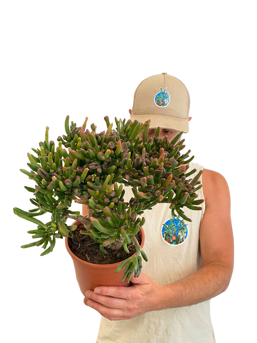 Geldbaum Crassula Gollum