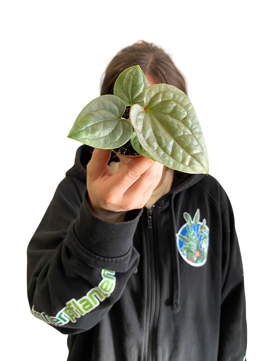 Baby Anthurium Luxurians