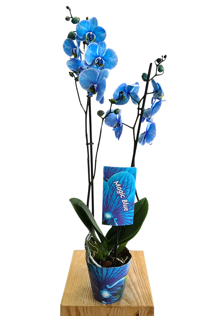 Phalaenopsis Magic Blue