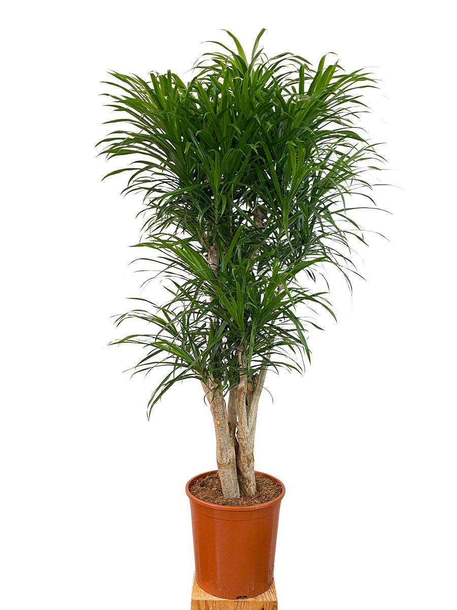 Dracaena Anita Verzweigt - Ø30cm