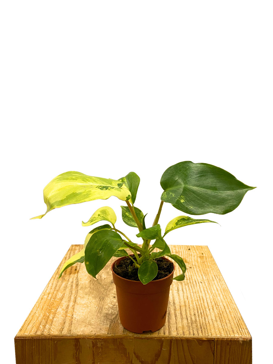 Baby Philodendron Burle Marx Variegata