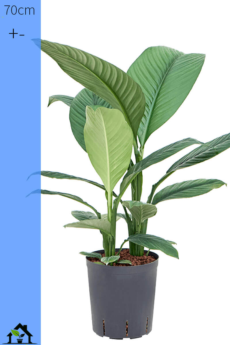 Spathiphyllum Sensation Hydro 70cm 18/19