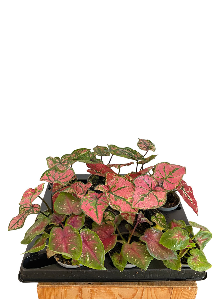 Baby Caladium Mix - 12 Stück