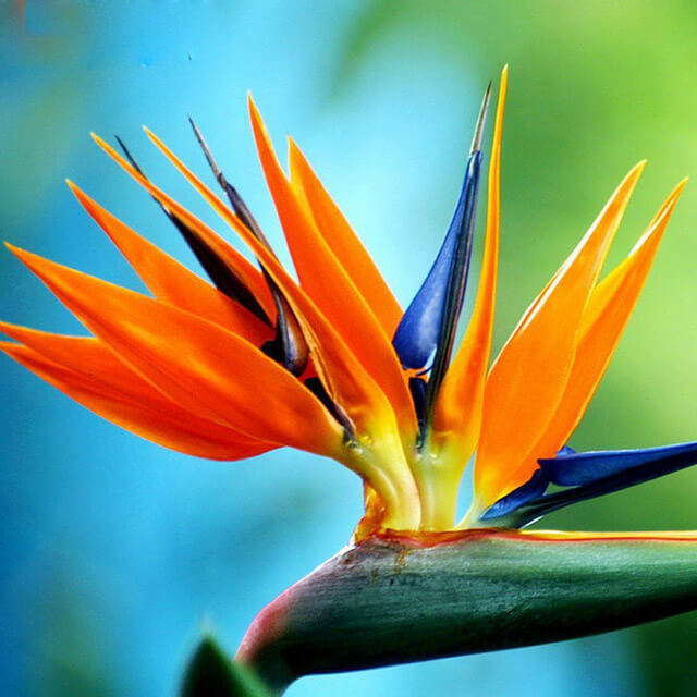 Paradiesvogelblume Strelitzia reginae