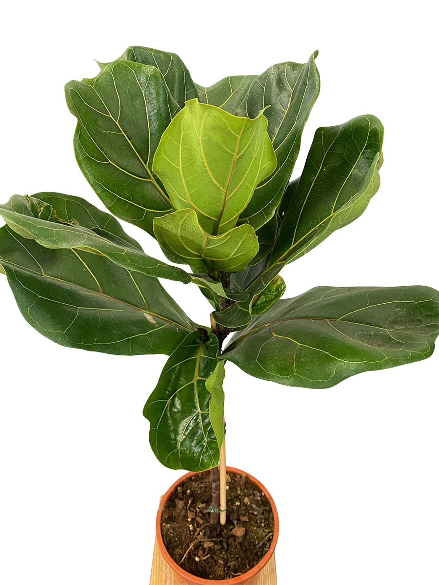 Geigenfeige Ficus Lyrata Stämmchen
