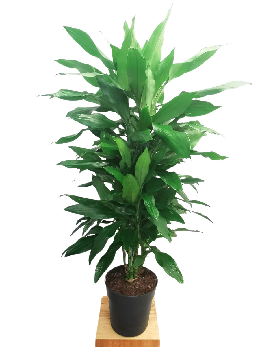 Dracaena Janet Lind verzweigt M