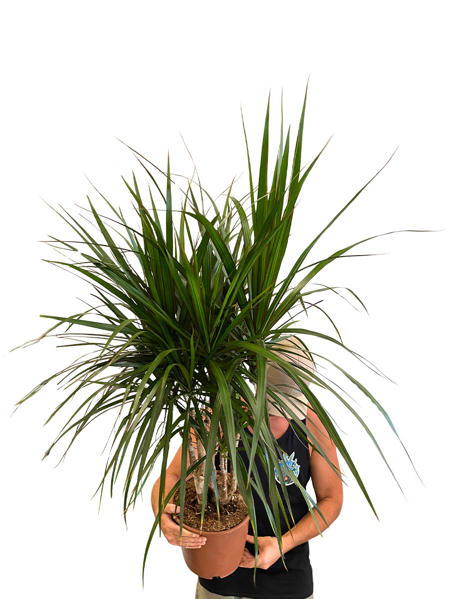 Dracaena Marginata Verzweigt