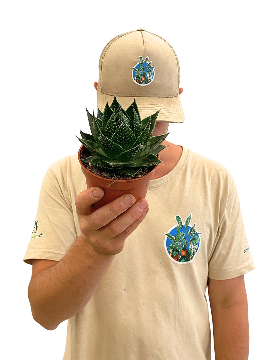 Aloe Cosmo