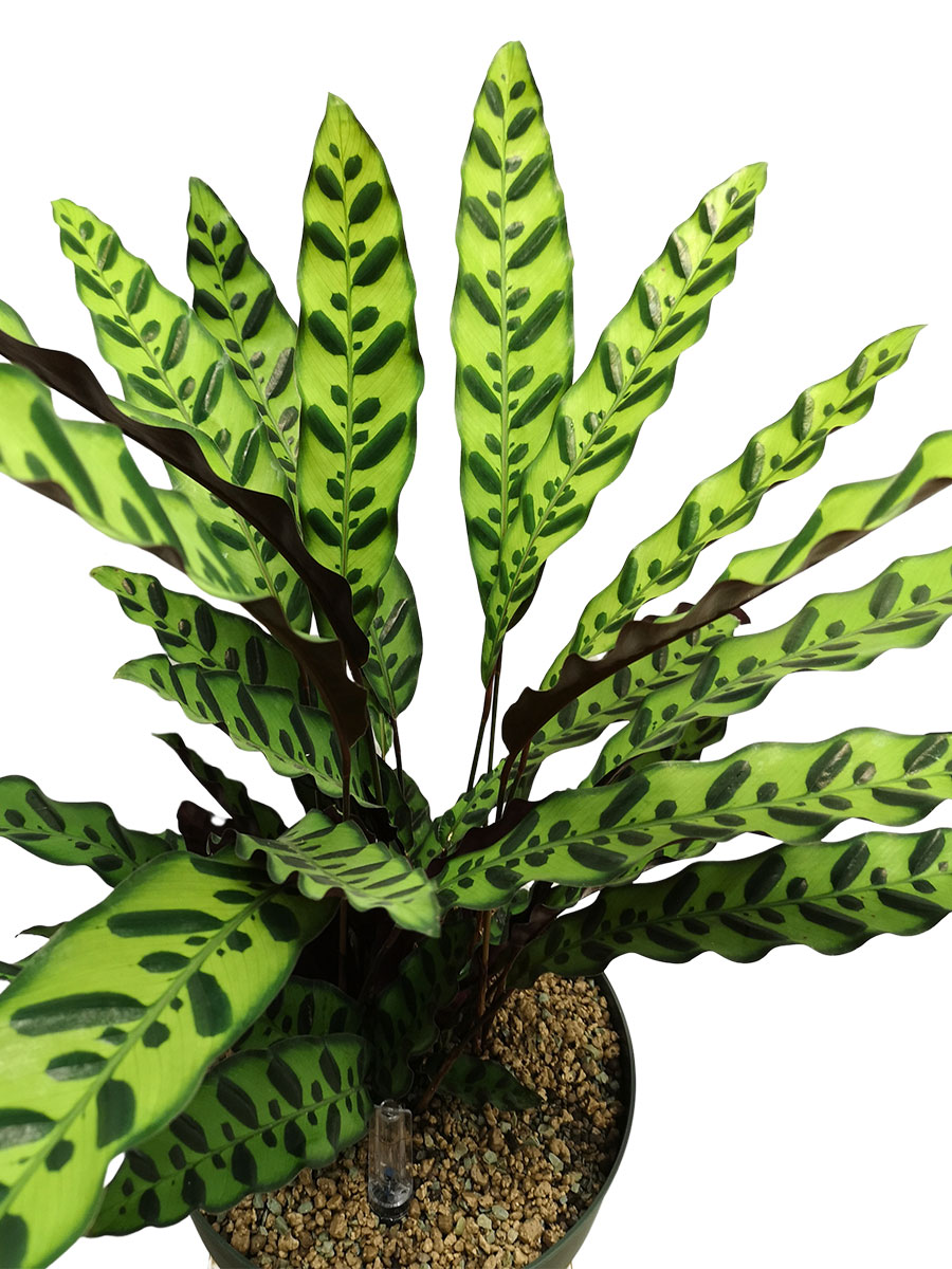 Calathea Lancifolia