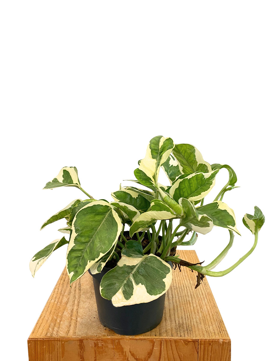 Epipremnum Aureum N'joy