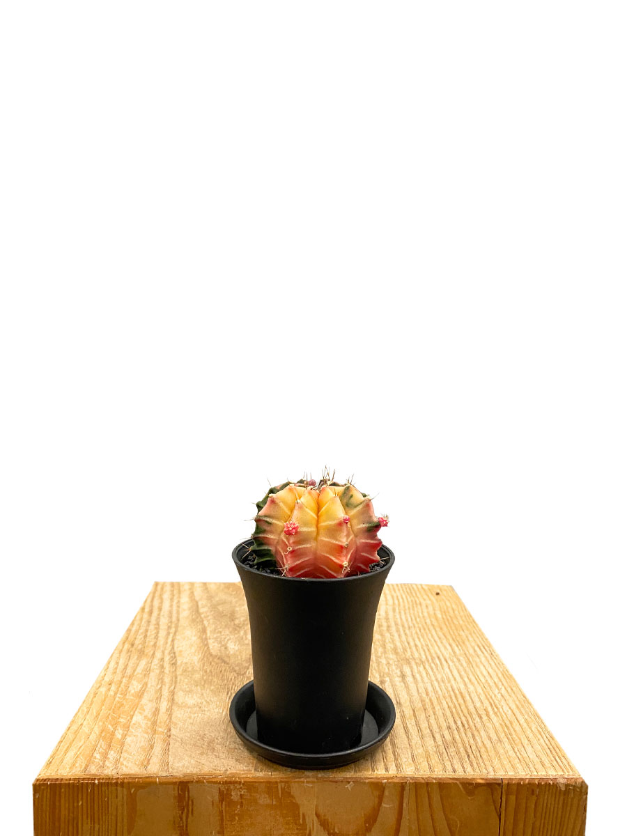 Gymnocalycium Mihanovichii Variegata 