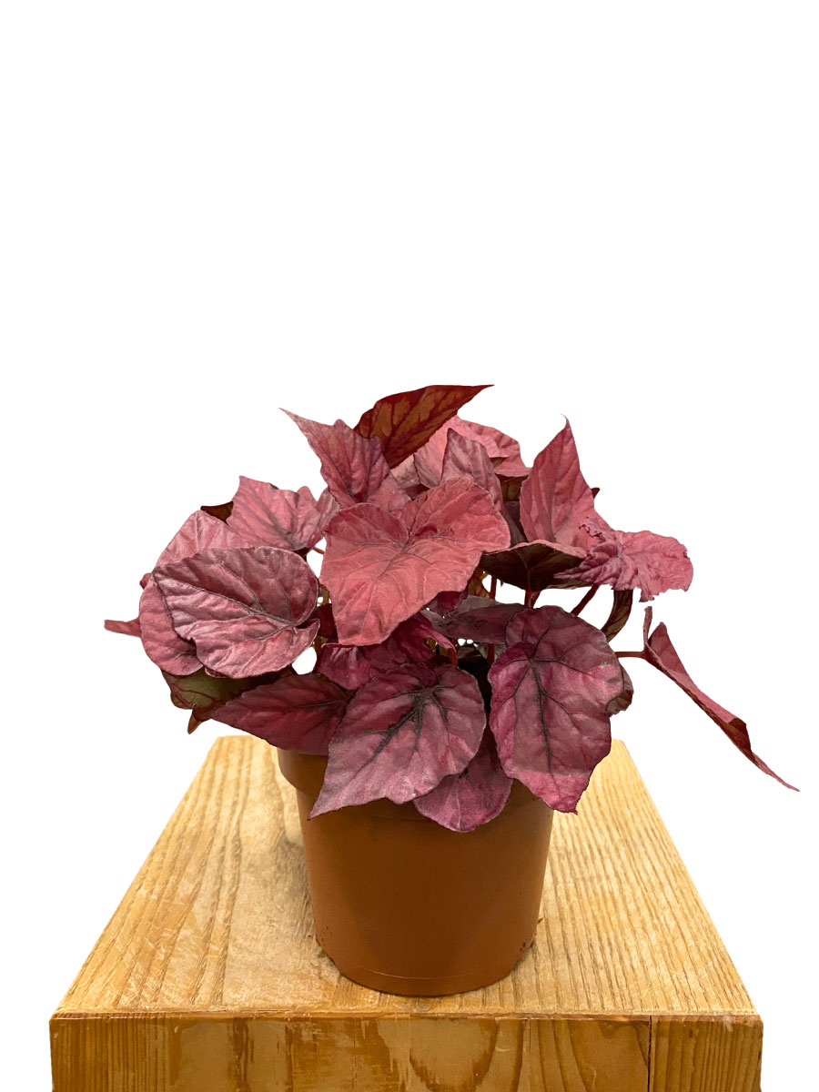 Begonia Beleaf Inca Flame