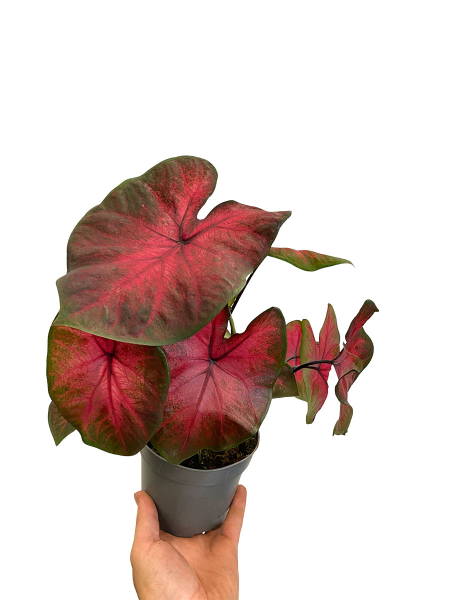 Caladium Postman Joyner