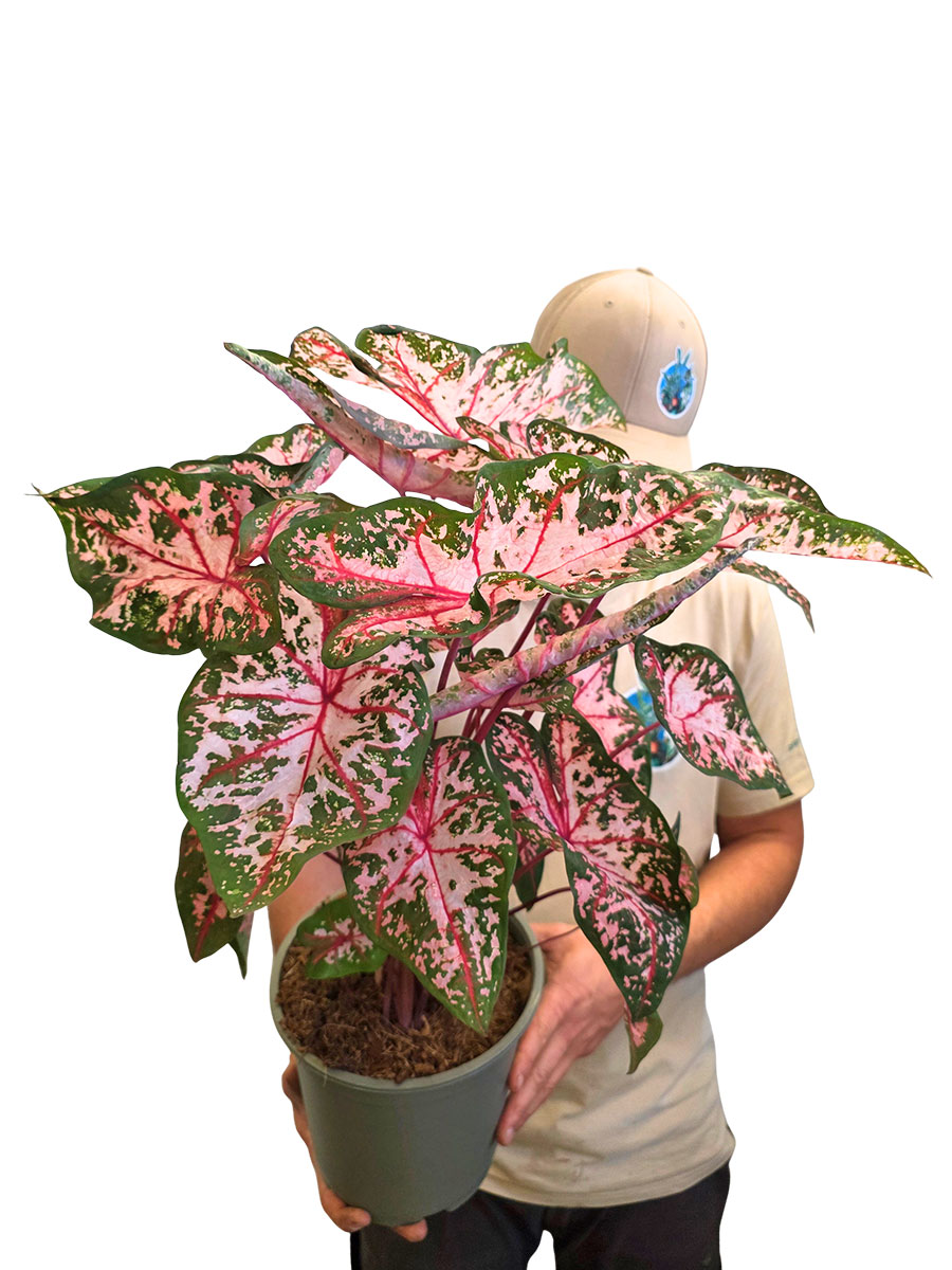 Caladium Carolyn Whorton XL