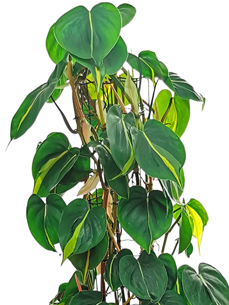 Philodendron Brasil Säule Philodendron Brasil Säule