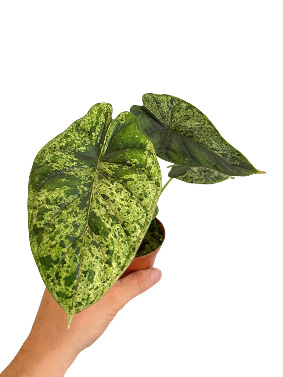 Baby Alocasia Dragon Scale Mint Variegata