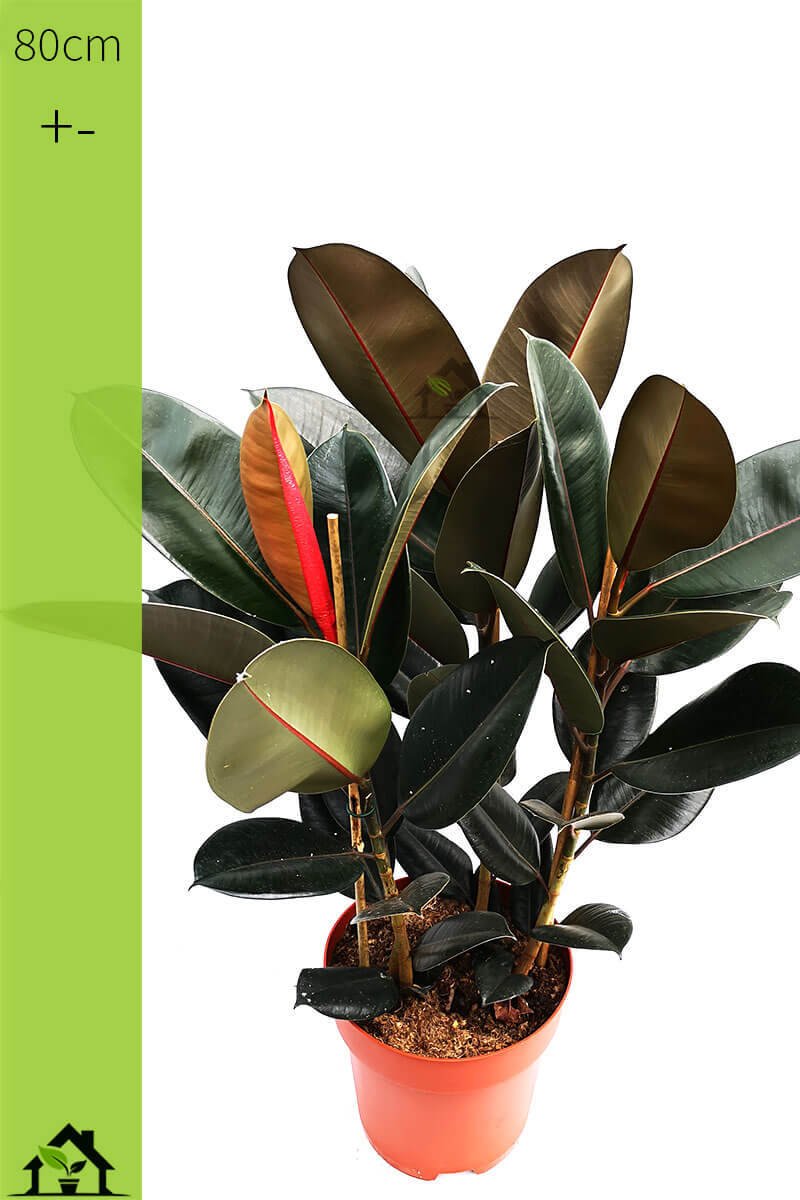 ficus-elastica-gummibaum-80cm-01-bueropflanzen-01-zimmerpflanzen.ch-zimmerpflanzen-zimmerpflanze-gruenpflanzen-topfpflanzen-bueropflanzen-shop-onlineshop-pflanzen-bestellen-schweiz
