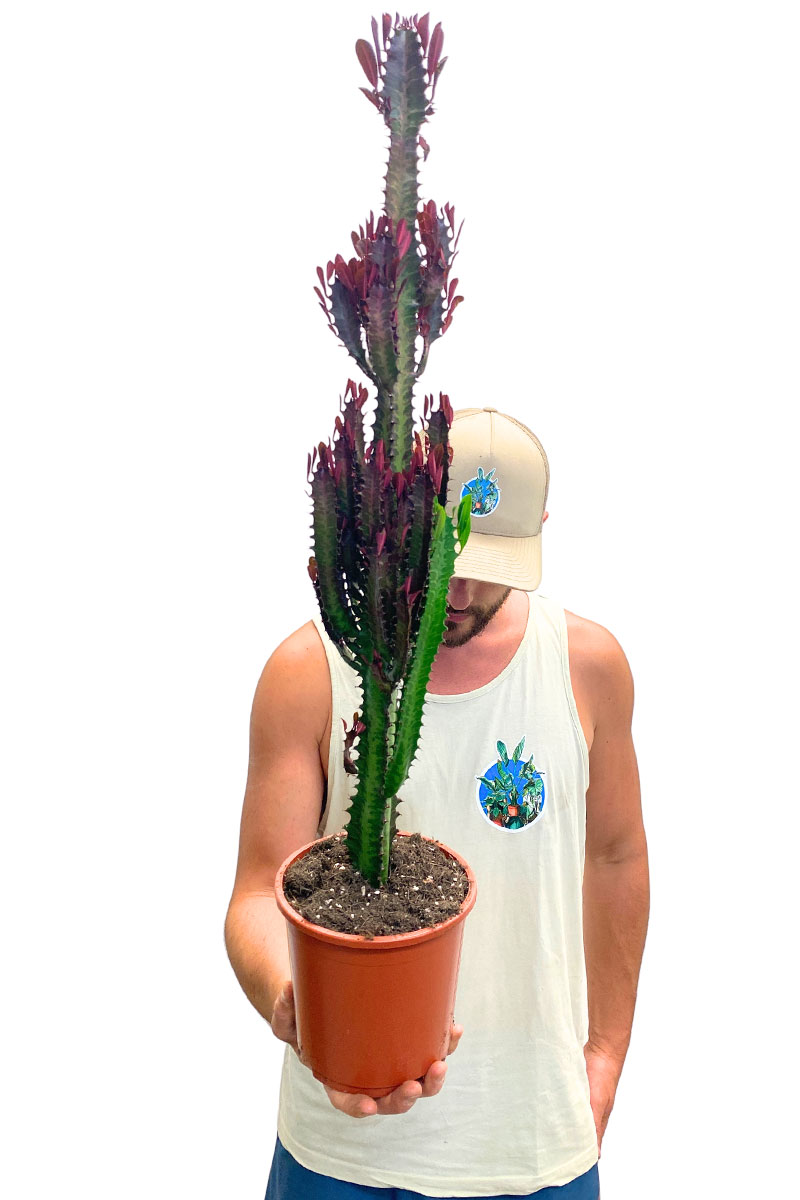 Euphorbia Trigona Rubra