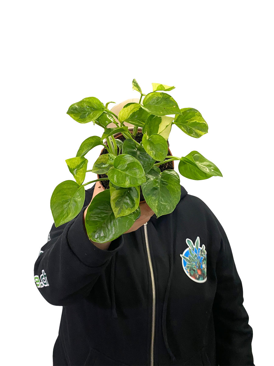 Epipremnum Lemon Joy