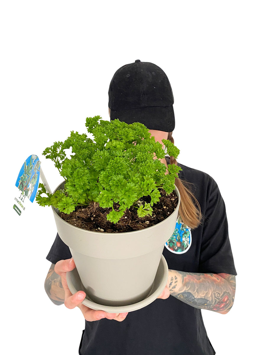 Petersilie Krause Bio