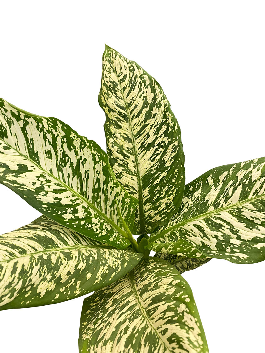 Dieffenbachia White Etna