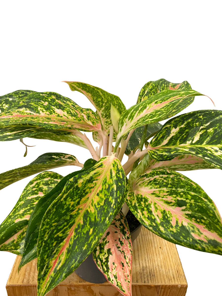 Aglaonema Melon Candy 