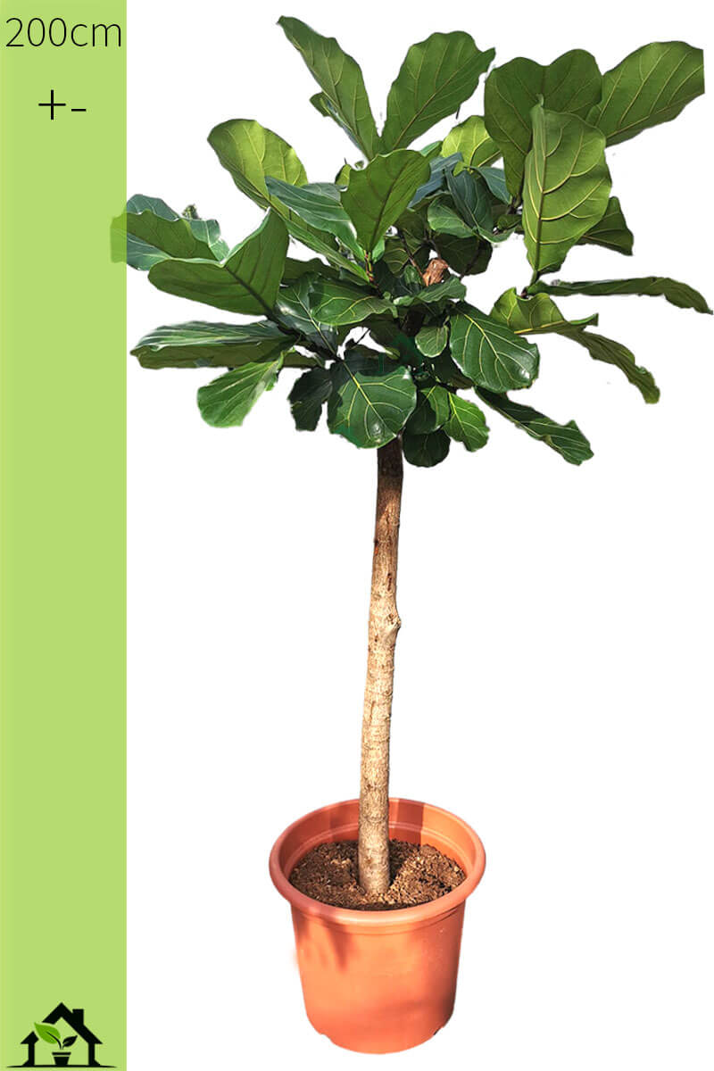 Geigenfeige Ficus lyrata Stamm 200cm