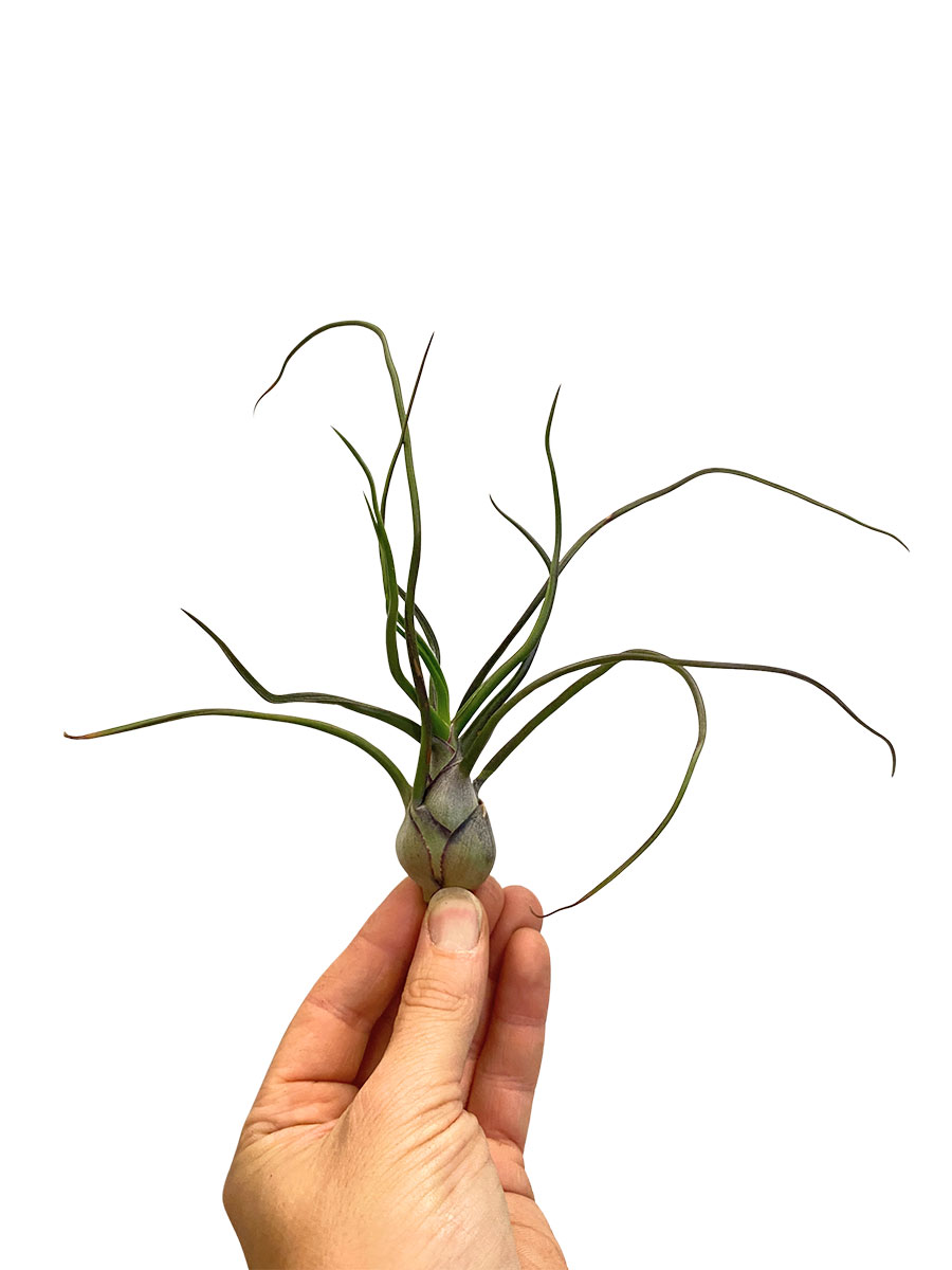 Tillandsia Bulbosa XL