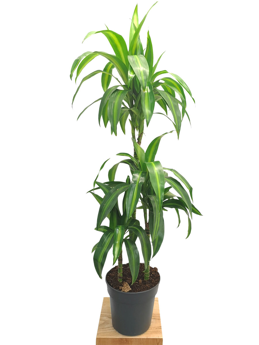 Dracaena Hawaiian Sunshine M