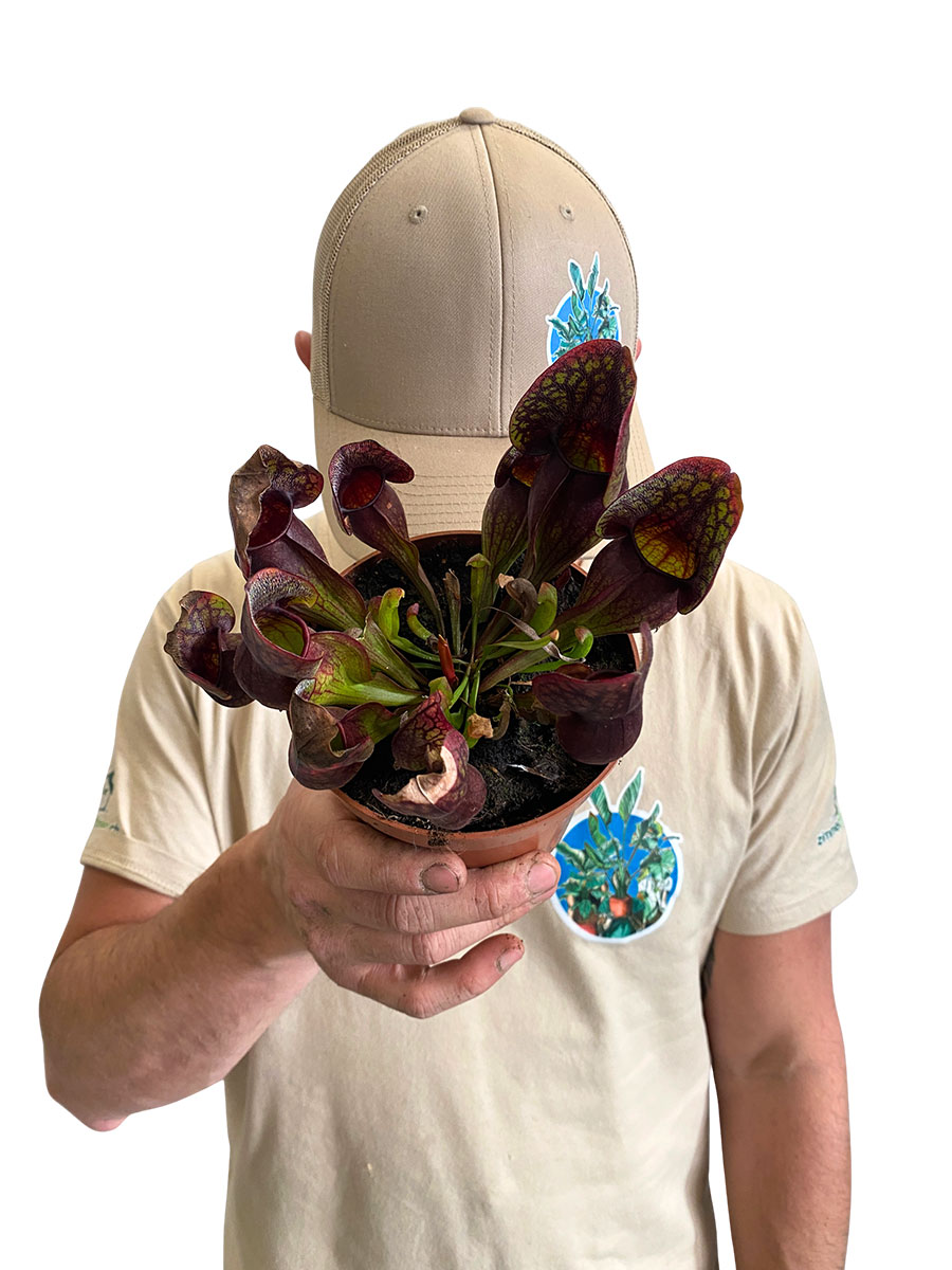 Schlauchpflanze Sarracenia Hans