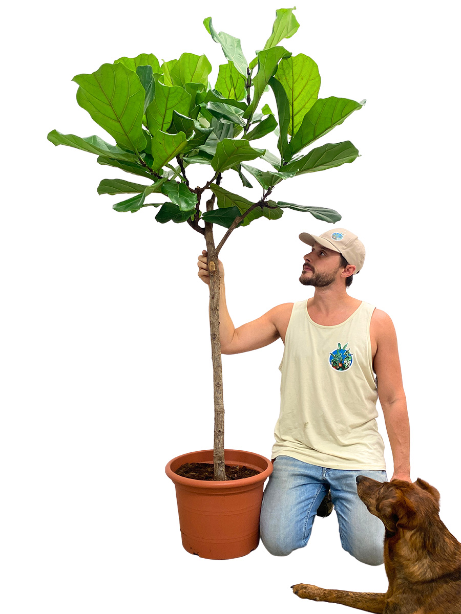 Geigenfeige Ficus lyrata Stamm 180-200cm