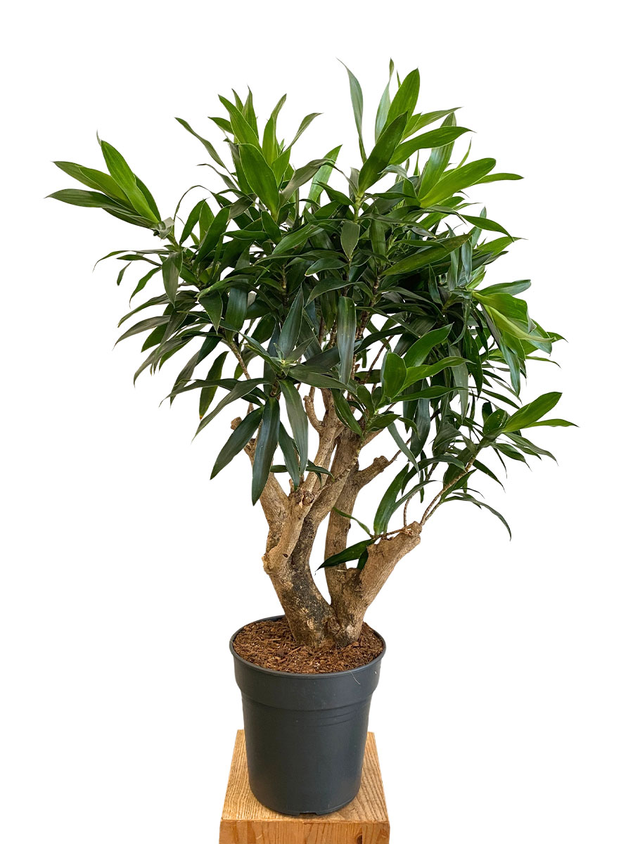 Dracaena Reflexa Verzweigt - Ø24 cm