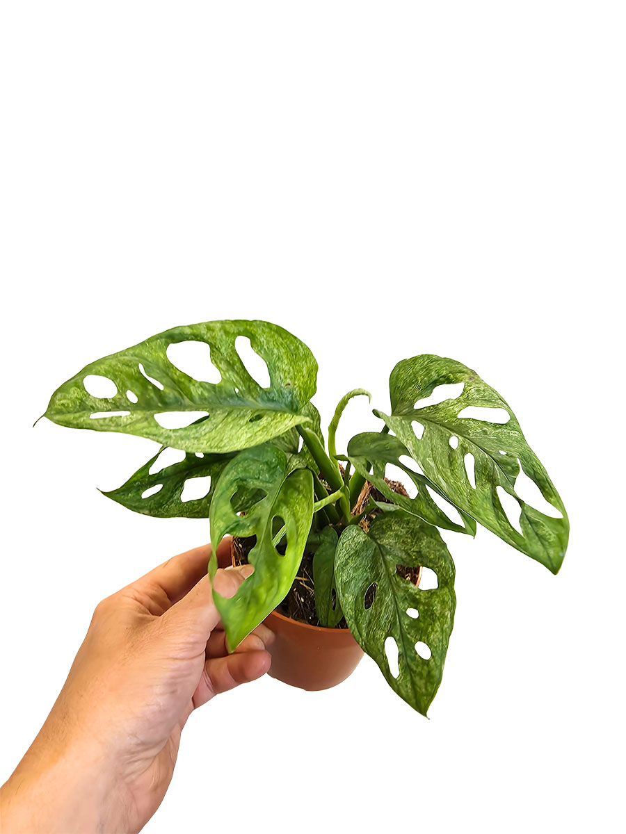 Monstera Adansonii Mint