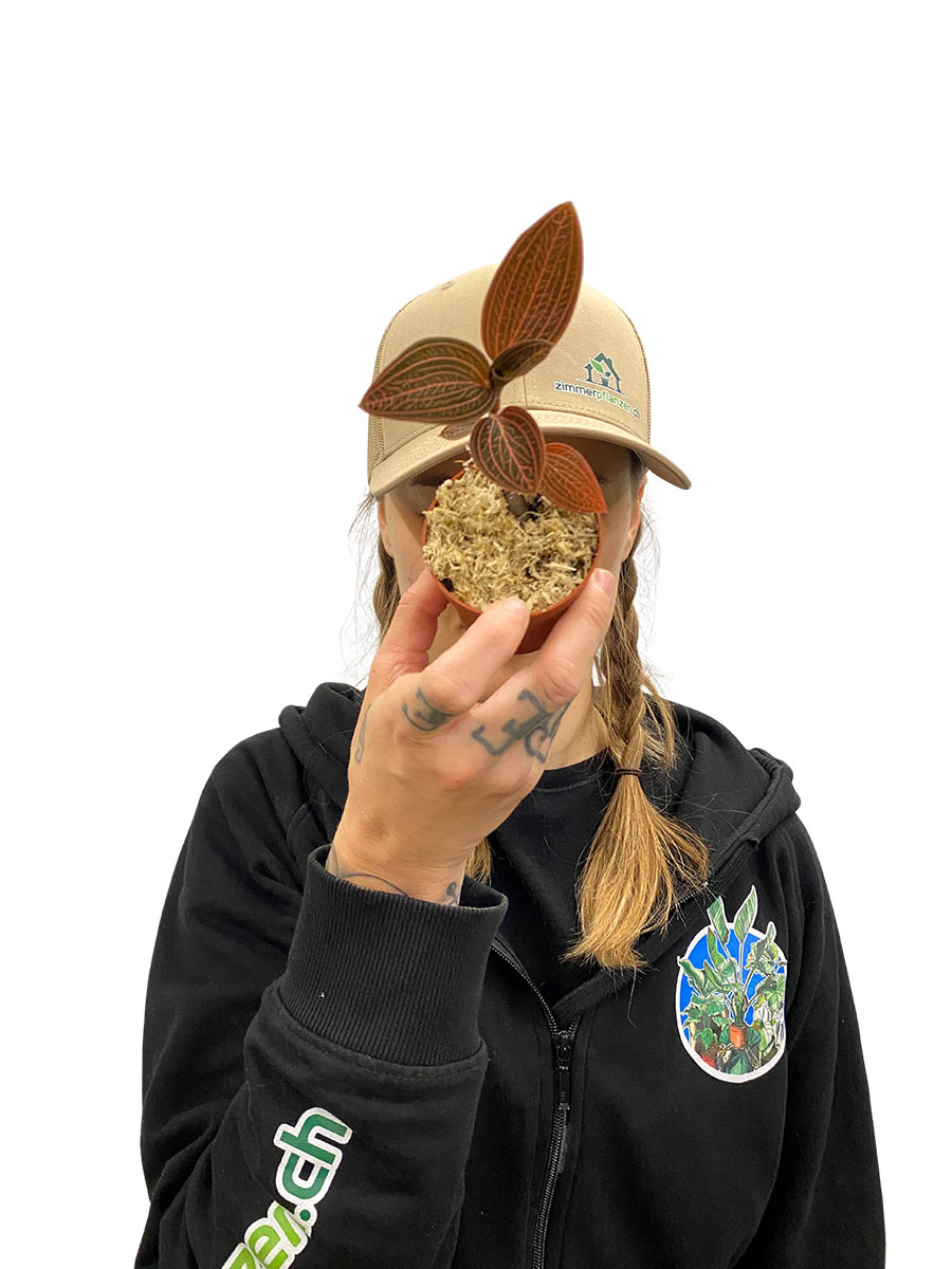 Juwelorchidee Ludisia Ruby Juwelorchidee Ludisia Ruby