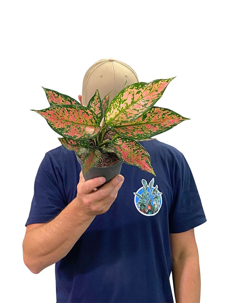Aglaonema Strawberry