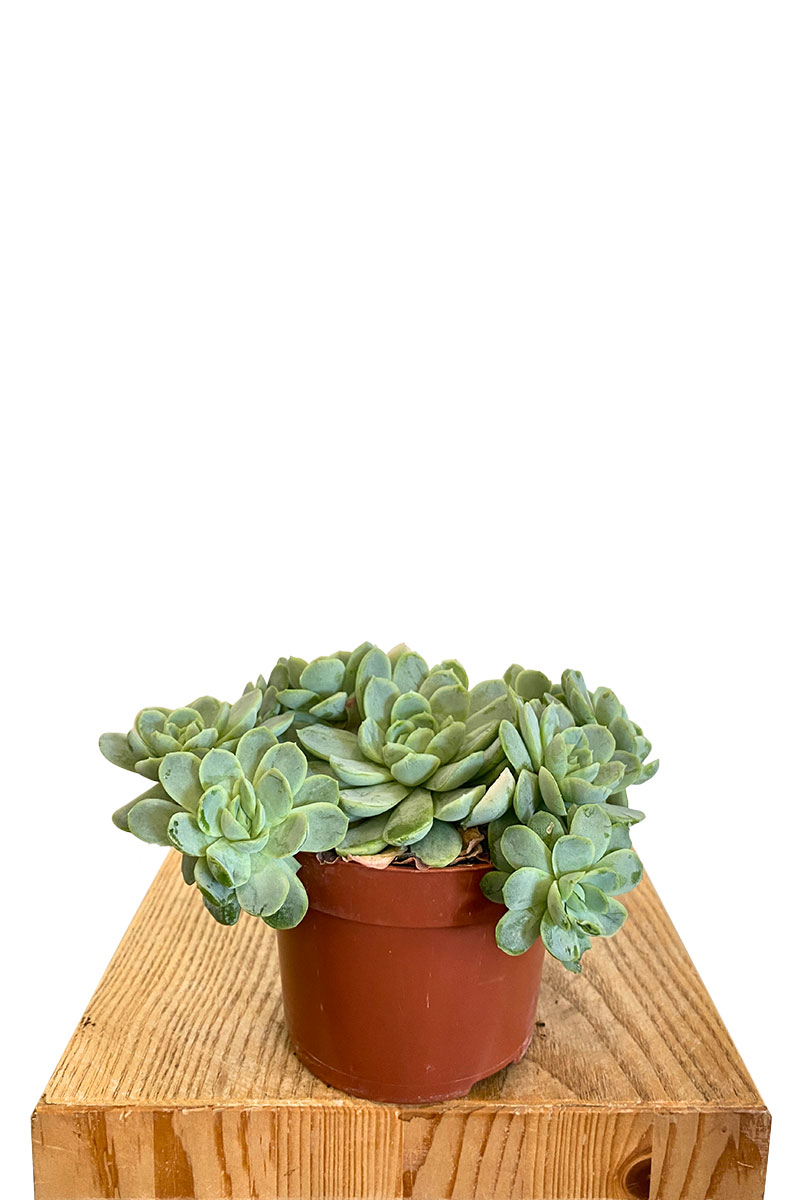Echeveria Elegans