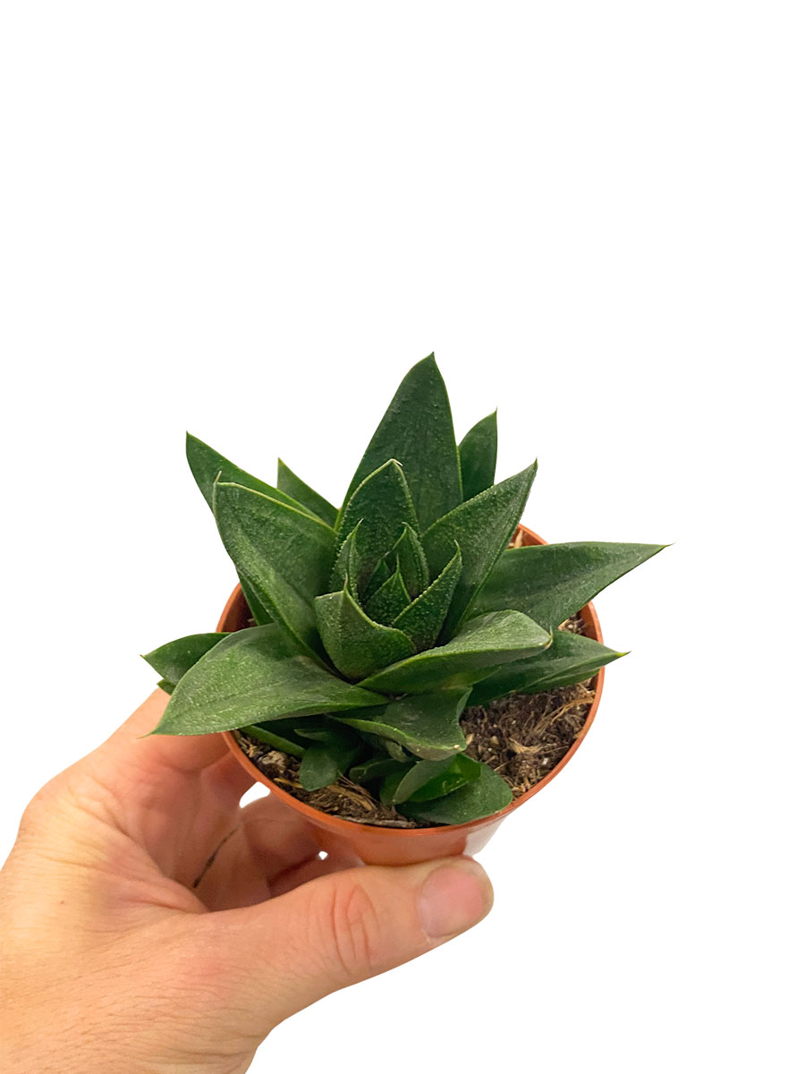 Baby Gasteria Flow