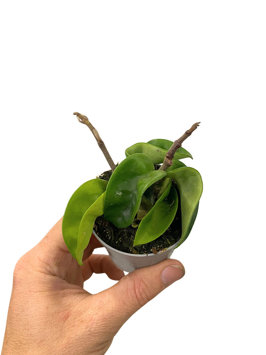 Hoya Carnosa Compacta