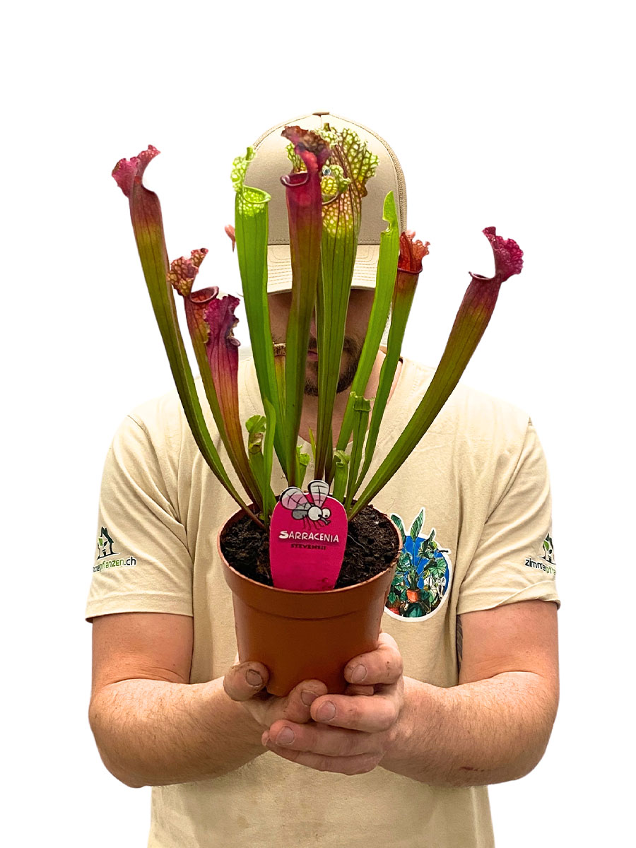 Schlauchpflanze Sarracenia Stevensii