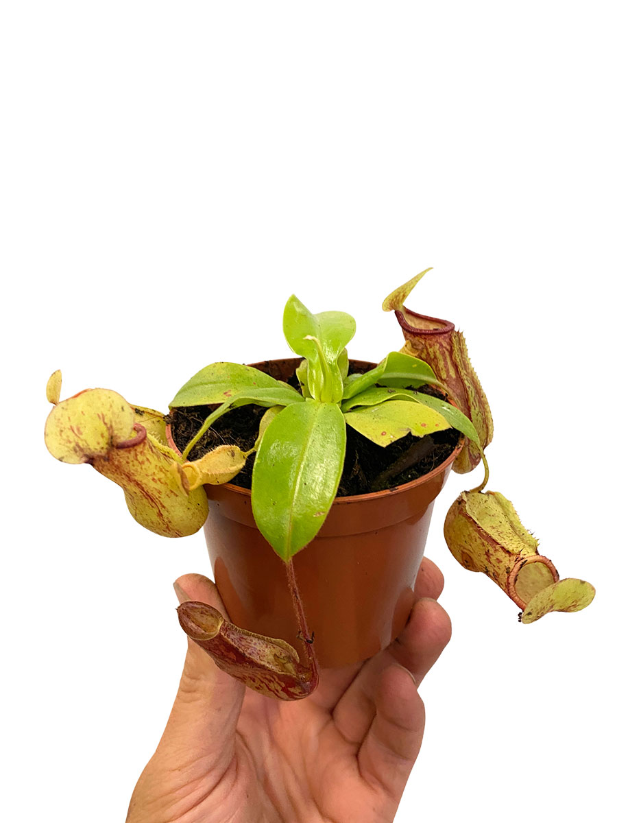 Baby Kannenpflanze Nepenthes Gaya