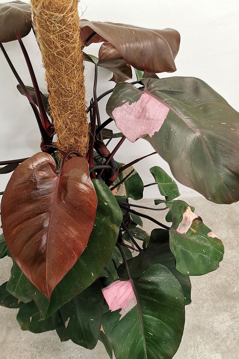 Philodendron Pink Princess 120cm