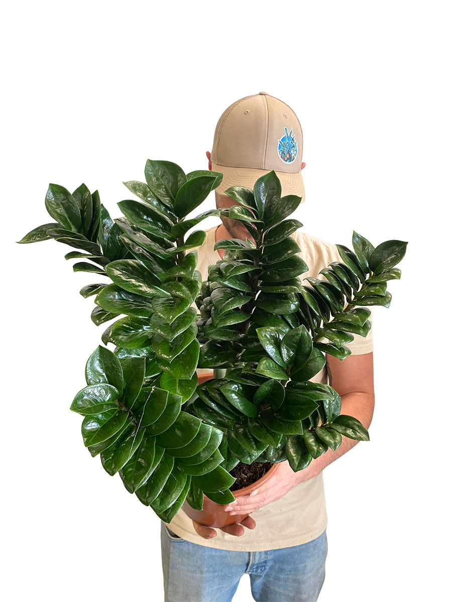 Zamioculcas Zenzi XL