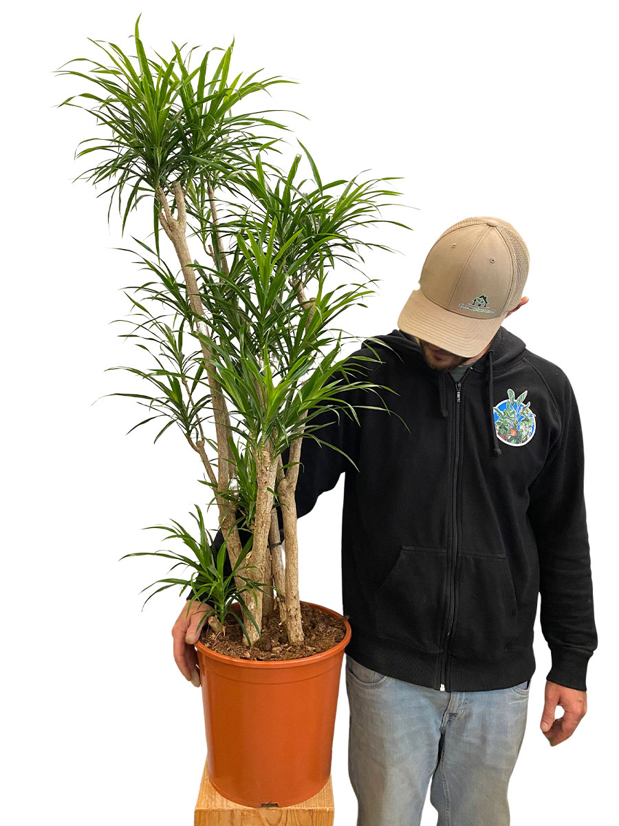 Dracaena Anita Verzweigt