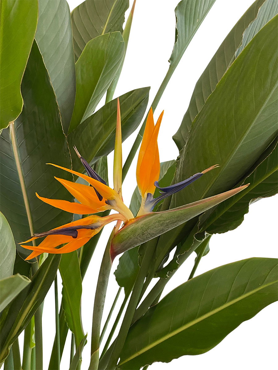 Paradiesvogelblume Strelitzia Reginae