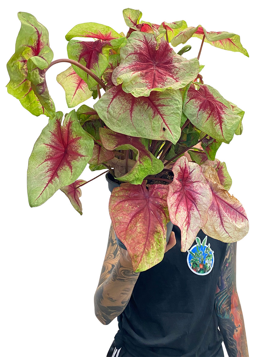 Caladium bicolor Mix Caladium bicolor Mix