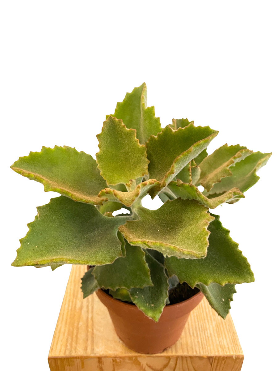 Elefantenohr Kalanchoe Elefantenohr Kalanchoe