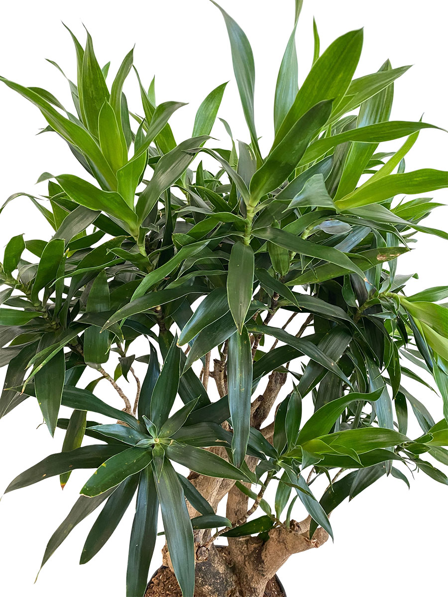 Dracaena Reflexa Verzweigt - Ø24 cm