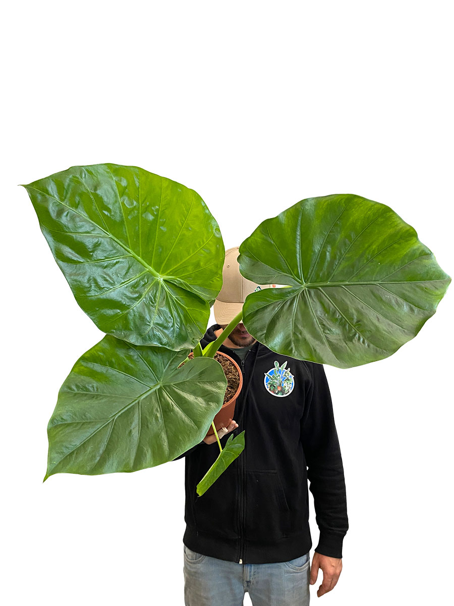Alocasia Macrorrhiza
