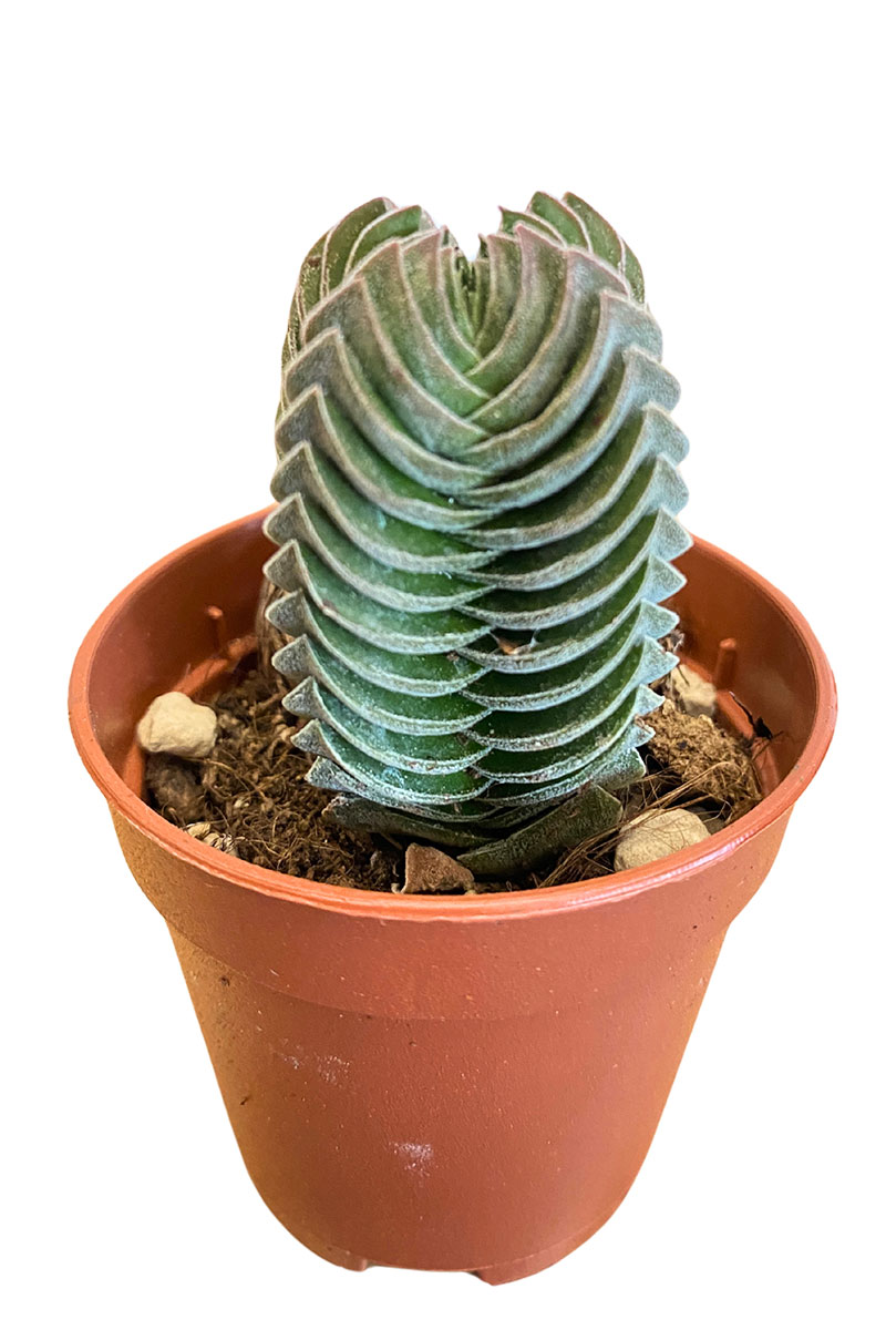 Crassula Buddha's Temple Crassula Buddha's Temple