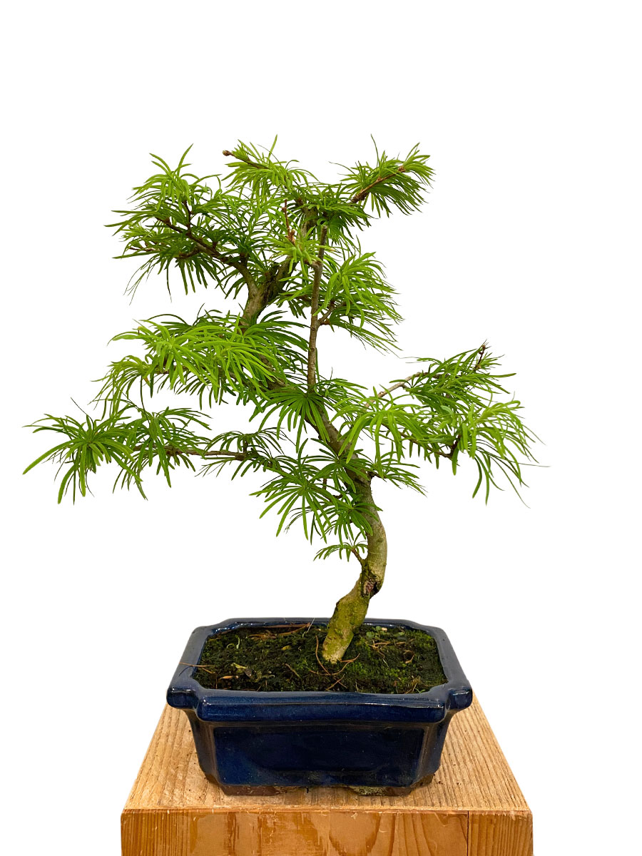 Bonsai - Goldlärche Pseudolarix Amabilis